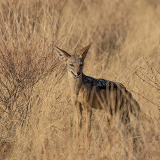Samburu - Jackal